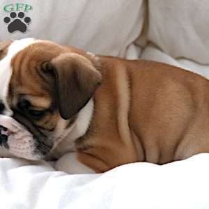 Janita, English Bulldog Puppy